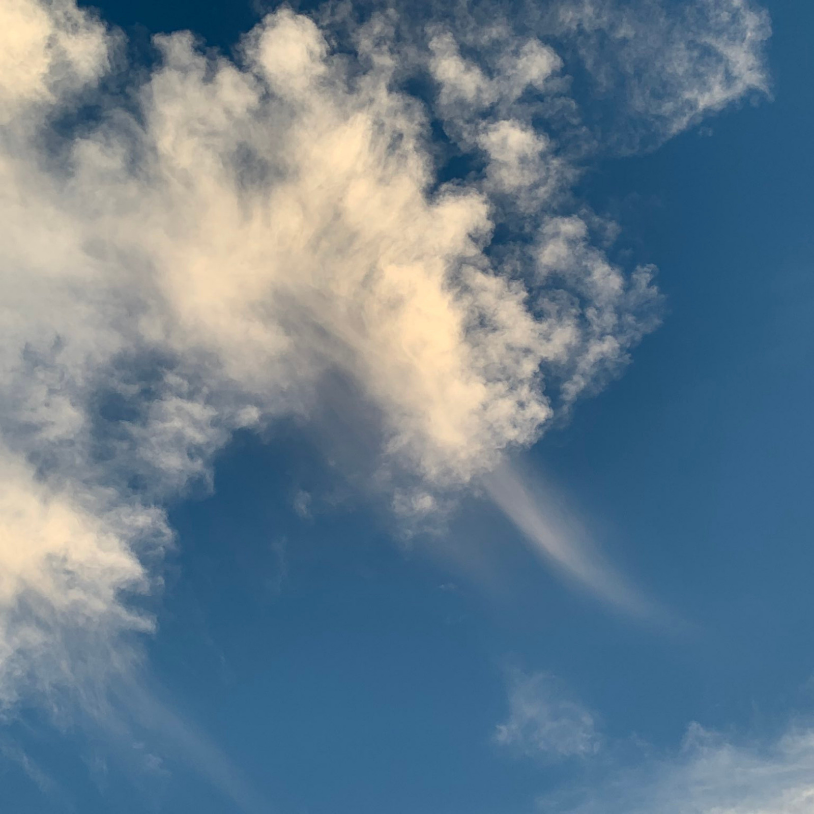 気象予報士が空をタドルvol.1「雲にしっぽをみつけたら？」