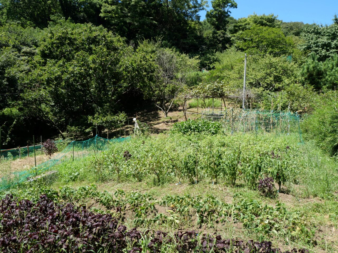 苦労の多い傾斜地での作業それでも農業を続けていくわけ