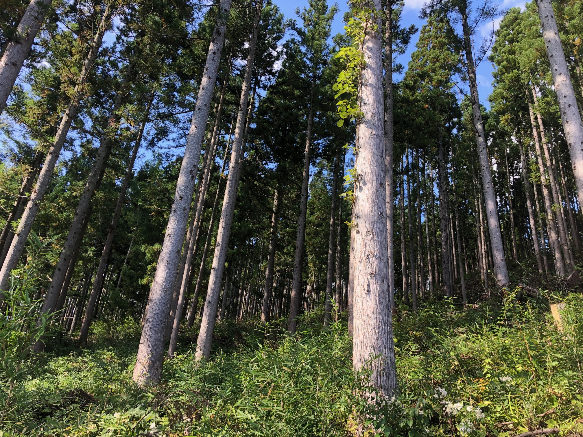 森とともにあるものづくり