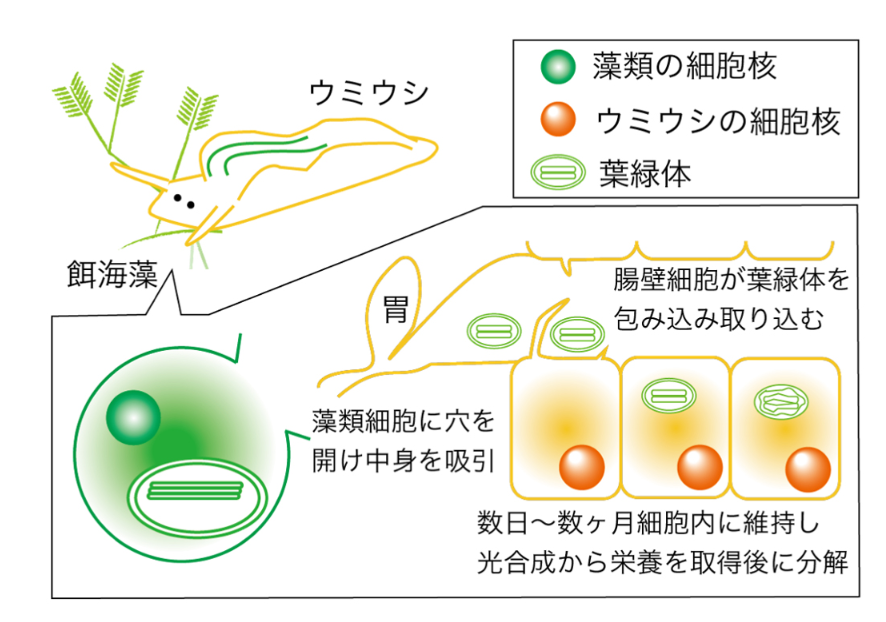 買い物で、研究を応援する
