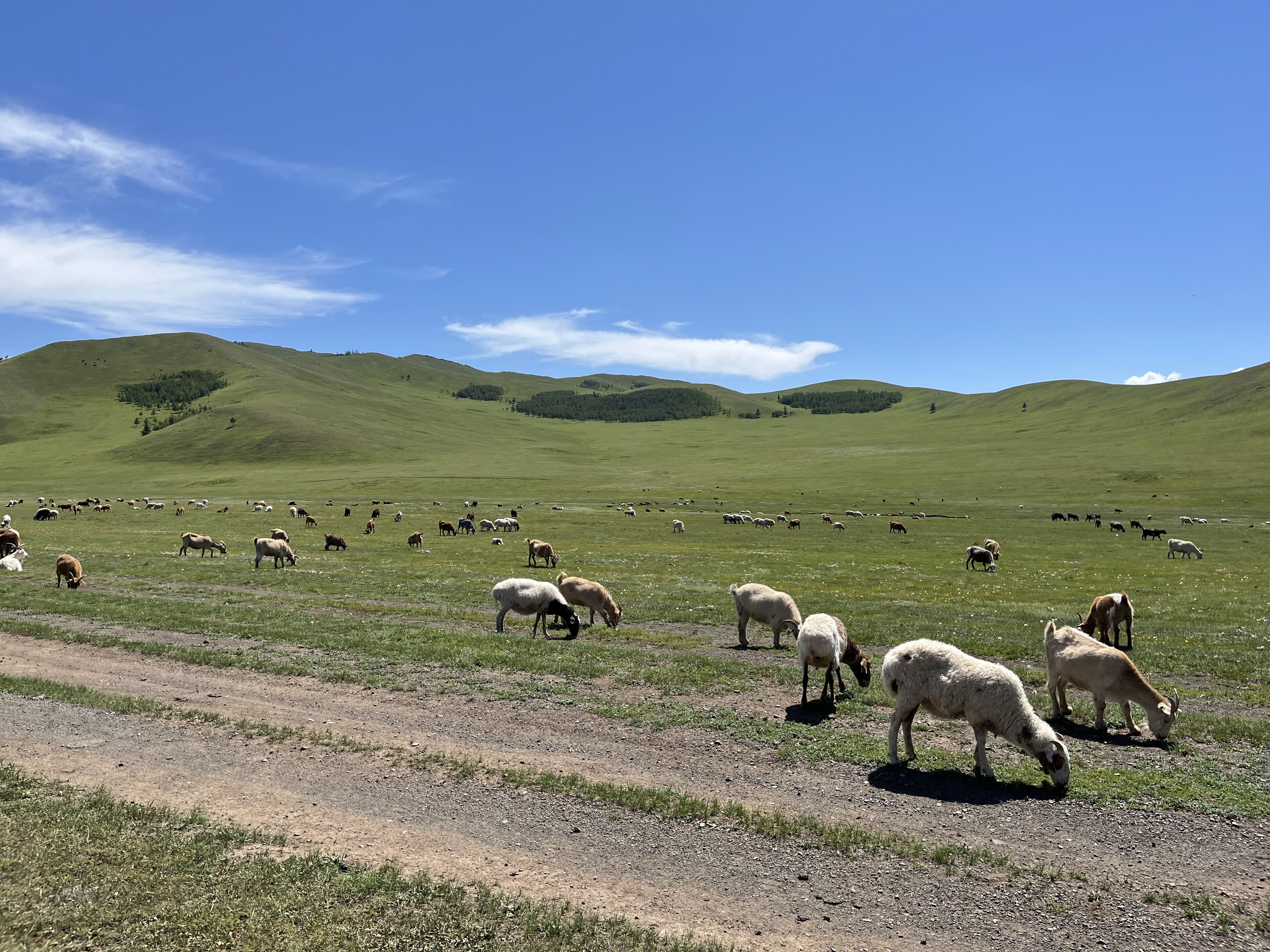 このフーディ―には、モンゴルの遊牧民が一頭ずつ丁寧にすいた、希少なカシミヤ山羊の冬毛を使用。厳しい寒さの中で育まれた柔らかな産毛は、保温性・保湿性に優れ、天然素材ならではの軽やかさと上質感を兼ね備えています。

カラーは、合わせやすいライトグレーと、カシミヤ山羊の産毛の色を活かした無染色のモカの2色展開。流行を追わず、着るたびに愛着が深まる一着を、未来への思いやりとともにお楽しみください。

カシミヤ繊維の生産はモンゴルの基幹産業ですが、需要の高まりによる過放牧が進み、草原の砂漠化が深刻な課題となっています。その背景には、原毛が適正な価格で取引されず、生産者の収入が不安定になっているという構造的な問題があります。

「タドれるカシミヤ」シリーズでは、原料コストから製造コスト、輸送に至るまで、製品のコスト構造と製造背景をブロックチェーン（※）で見える化。

遊牧民から適正価格で原毛を買い取り、山羊の数を増やすことなく生産者の収入向上を支えることで、過放牧を防ぎ、モンゴルの自然環境と伝統的な暮らしを守ることに貢献しています。