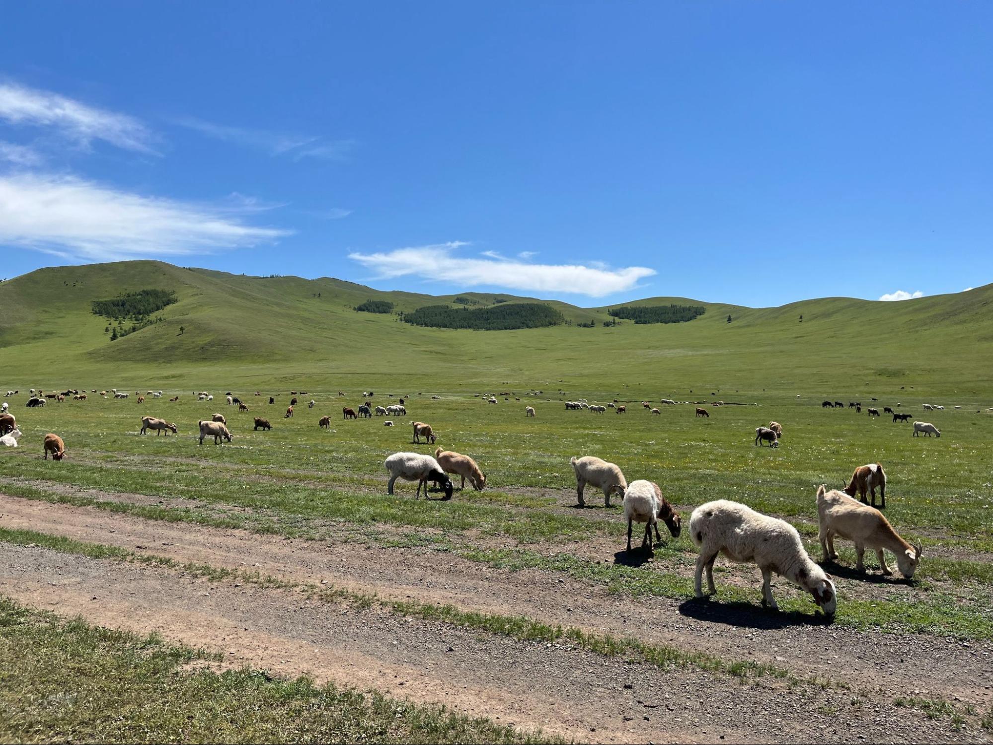 このストールは、春にカシミヤ山羊から一頭ずつ手で丁寧に梳き取る冬毛（自然に抜け落ちる柔らかな産毛）が原料です。厳しい寒さの中で育まれた柔らかな産毛は、保温性・保湿性に優れ、天然素材ならではの軽やかさと上質感を兼ね備えています。

カラーは、合わせやすいライトグレーと、カシミヤ山羊の産毛の色を活かした無染色のモカの2色展開。

カシミヤ繊維の生産はモンゴルの基幹産業ですが、需要の高まりによる過放牧が進み、草原の砂漠化が深刻な課題となっています。その背景には、原毛が適正な価格で取引されず、生産者の収入が不安定になっているという構造的な問題があります。

「タドれるカシミヤ」シリーズでは、原料コストから製造コスト、輸送に至るまで、製品のコスト構造と製造背景をブロックチェーン（※）で見える化。

遊牧民から適正価格で原毛を買い取り、山羊の数を増やすことなく生産者の収入向上を支えることで、過放牧を防ぎ、モンゴルの自然環境と伝統的な暮らしを守ることに貢献しています。