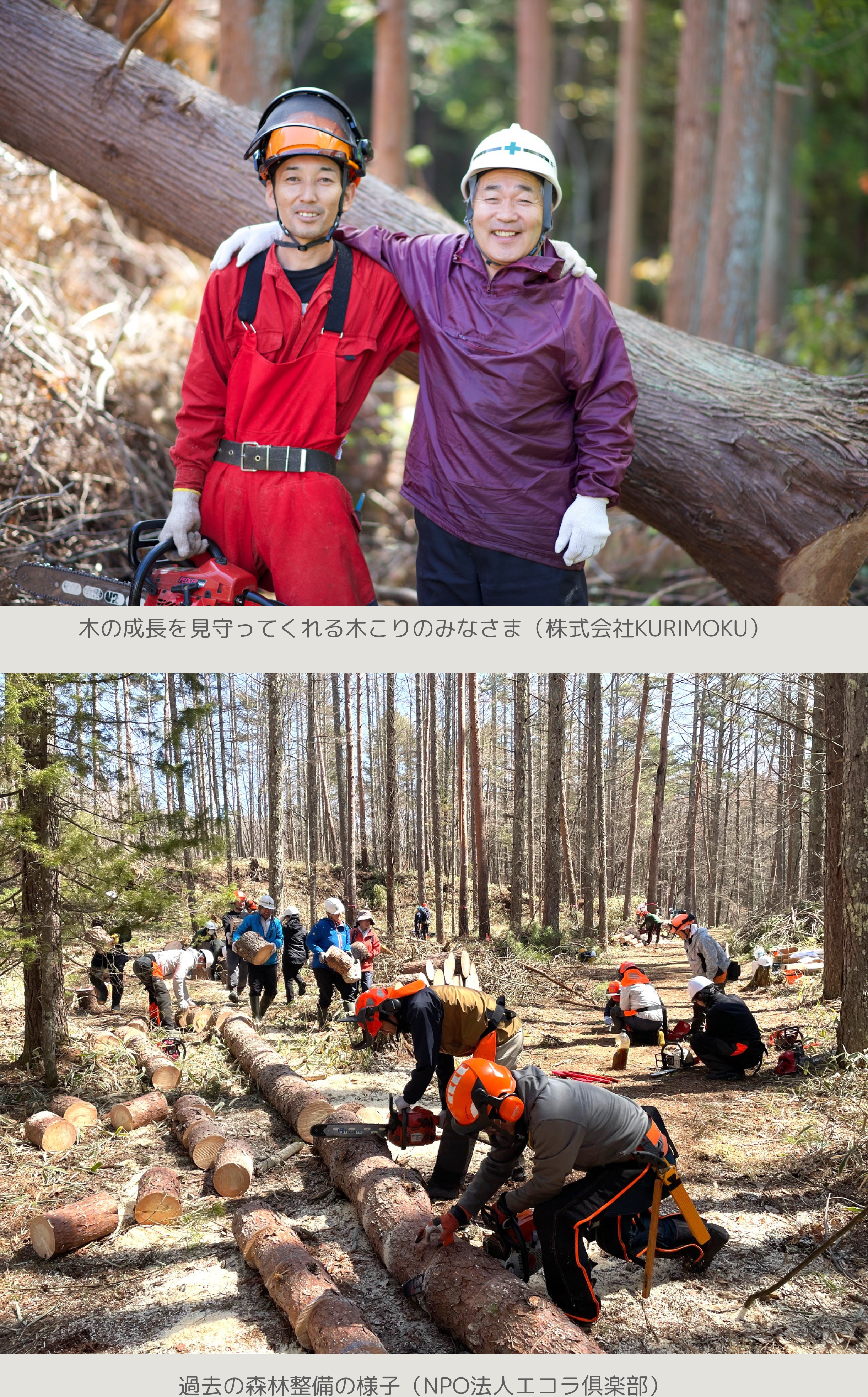 今回の寄付金は、『宮城県栗駒の山に広がる「明日の森」』を育てるための苗木代、地拵え（植樹の準備）代、そして森を健やかに保つための整備費として大切に活用させていただきます。

この場所は、2025年に販売した『[「TOUR 2024"BALLAD CLASSICS" 」コラボ限定猫砂パッケージ](https://tadori.jp/products/97) 』で使用した木材と同じ地域の森です。かつて製品として命をいただいた場所で、再び新しい森を育んでいきたいと考えています。

苗木を植樹しただけでは健康な森に育ちません。木が大きく育つためには、植樹前に地拵えをし、植樹後は定期的に苗木周りの雑草を払い、太陽の光を適切に浴びられるように剪定や間伐をするなど非常に長い時間と手がかかります。　
