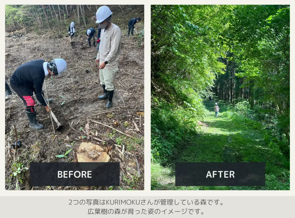 【法人協賛/寄付】「KK60 ～コイズミ記念館～ KYOKO KOIZUMI TOUR 2026」　明日の森プロジェクト