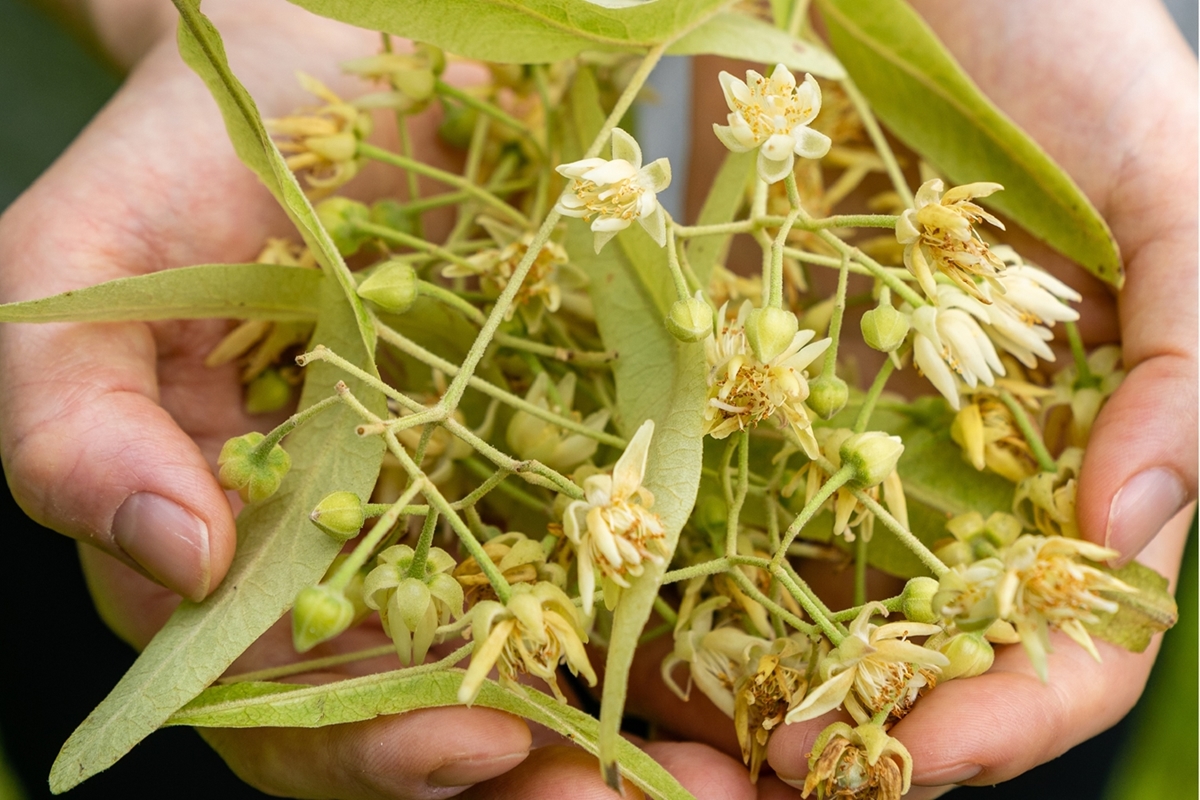 目で愉しむ、新感覚ハーブティー
山形県鶴岡市の「しなの木」（オオバボダイジュ＝和リンデン）に、年に8日間だけ咲く貴重な花をひとつひとつ丁寧に手摘みし、ホールのままドライ加工しました。

カップにお湯を注ぐと、花が水中でふわりと咲くように開き、見た目にも癒されます。香りはやさしく、ほのかな甘さがあり、長く余韻を感じられます。

パッケージは、しなの花のイラストをあしらったシンプルな缶。遮光性・密封性に優れており、香りと風味をしっかり保ちます。

ノンカフェインのため時間を選ばず、リラックスしたい時ひと息つきたい時に合わせてくれるリトリートのお供におすすめの和ハーブティーです。