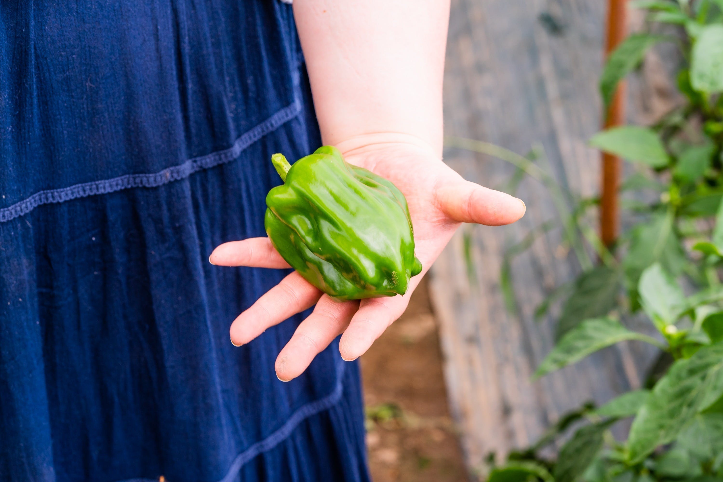 「規格外農作物はたくさんあり、処理に困っている」「規格外も味は変わらない」「規格外の活用は、生産者に望まれている」。すべて規格外野菜に対する勘違いです。
今、規格外野菜など、出荷されずに廃棄される野菜、いわゆる「畑のフードロス」の問題に大きな関心が集まっています。しかし上記のように畑のフードロスへの勘違いがないでしょうか?コボレナは、この消費者と農家の「想いのギャップ」を少しでも埋めるための商品です。
コボレナでは、出来がよく収穫された農産物がすべて規格内のときには、規格内の農産物のみを送ります。逆に長雨などの影響により、規格外野菜が増えてしまった時には、規格外農産物を入れて出荷します。箱の中身を見ることによって畑の今が想像できる。そんなサービスを目指しています。
「あぁ今年の野菜は出来がいいな」「今年のはあんまりよくないな」。そういった目利きをコボレナで身に着け「今年は畑のフードロスが多そうだから買ってあげよう」「今年は豊作そうだから野菜をたくさん食べてあげよう」というように消費者が農業を考えられる社会を目指します。