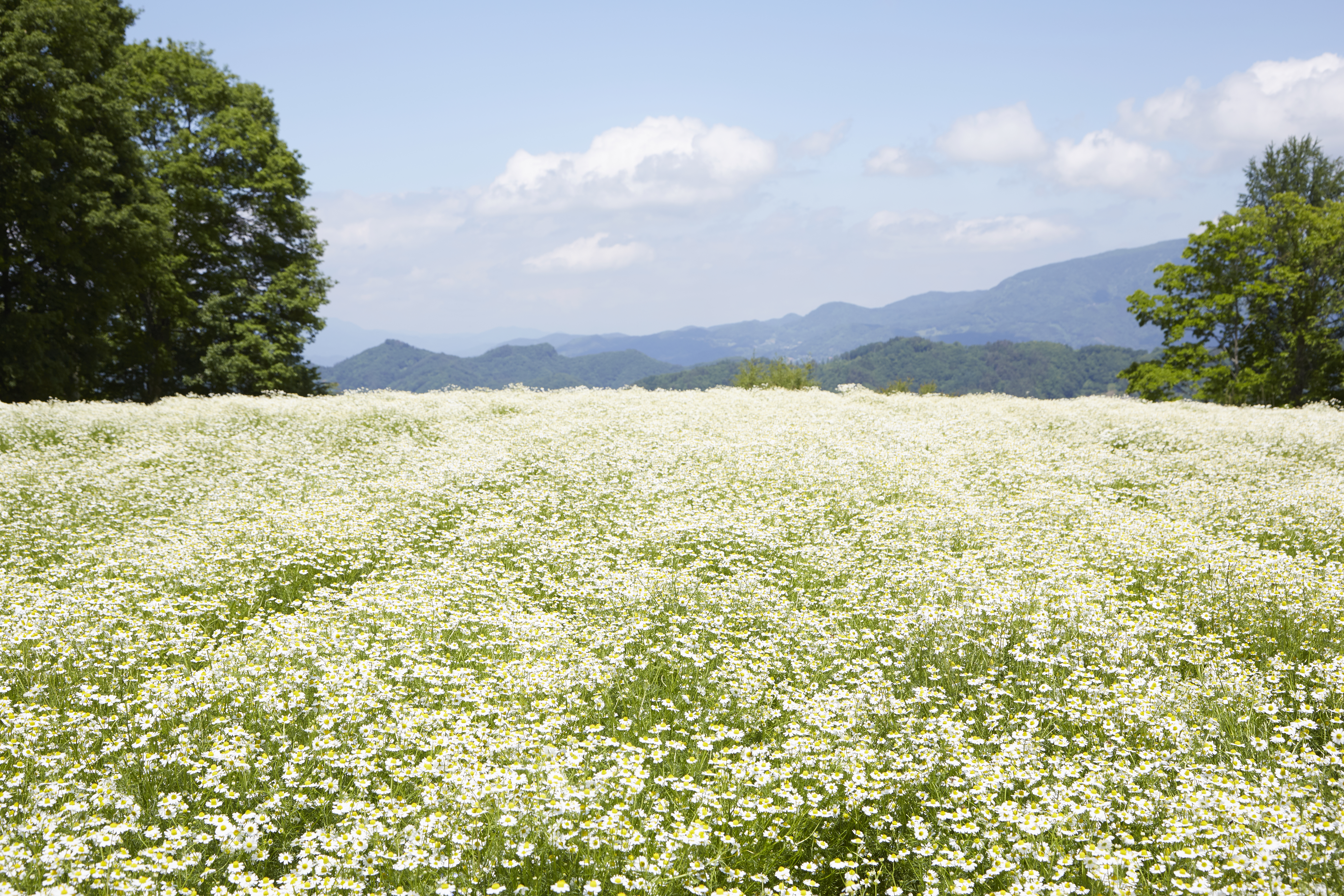 華密恋は、国産有機カモミールにこだわったスキンケアブランド。展開する株式会社SouGoは1949年創業しました。創業者・北條晴久氏が大きな病を克服する過程で出会ったカモミールの力に感銘を受けたことがブランドの出発点。1982年から有機カモミールの力を活かした製品づくりを続けています。

すべての製品に共通して配合されているのが、カモミール（和名：カミツレ）から抽出した「カミツレエキス」。合成香料・着色料・保存料・鉱物油は使用しない独自の無添加処方で、あらゆる人のすこやかな心とからだ、自然環境を守るために、変わらぬ独自製法で製品を届けています。