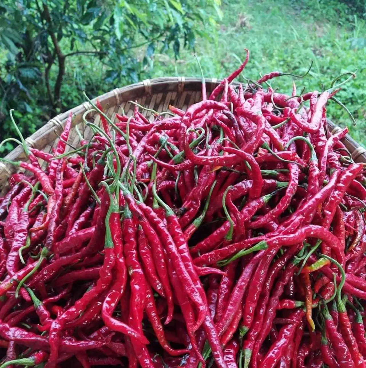 シララコン燻製唐辛子