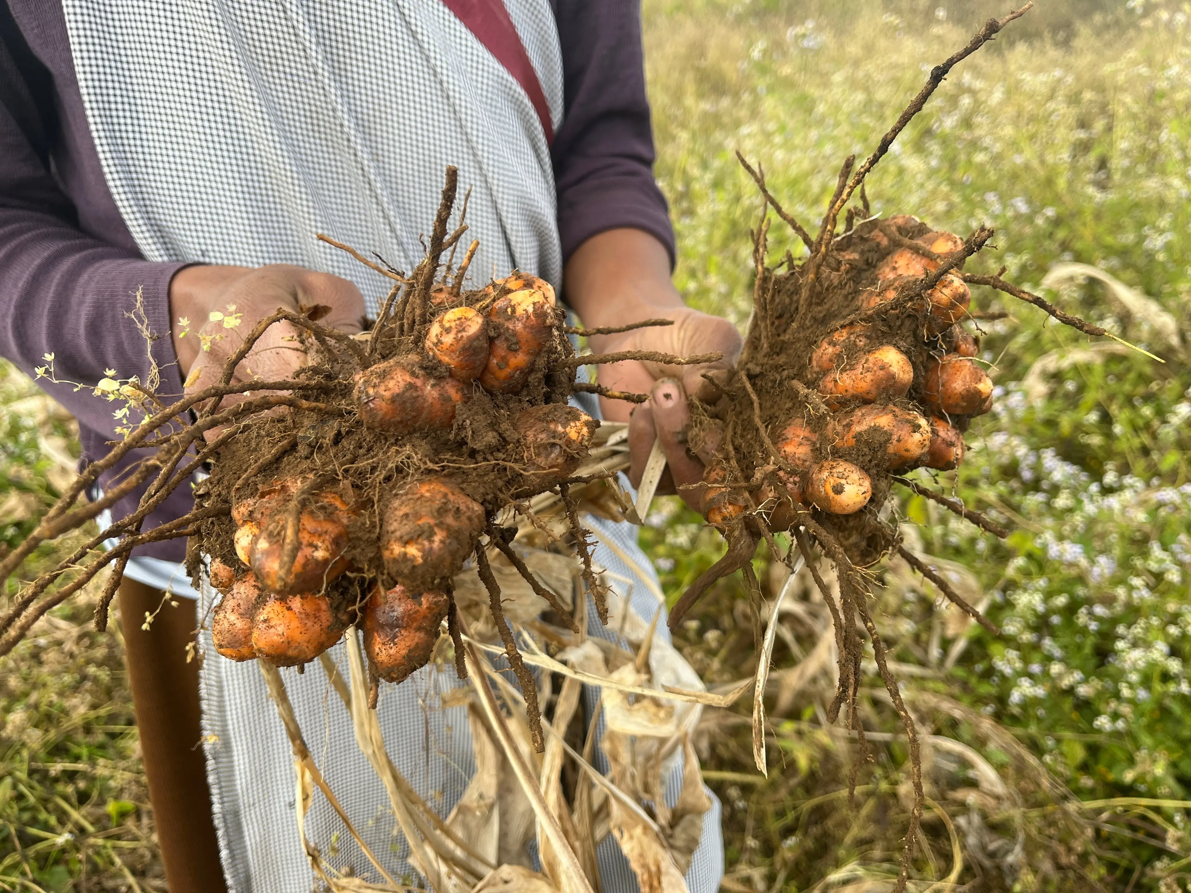 ラカドンターメリック