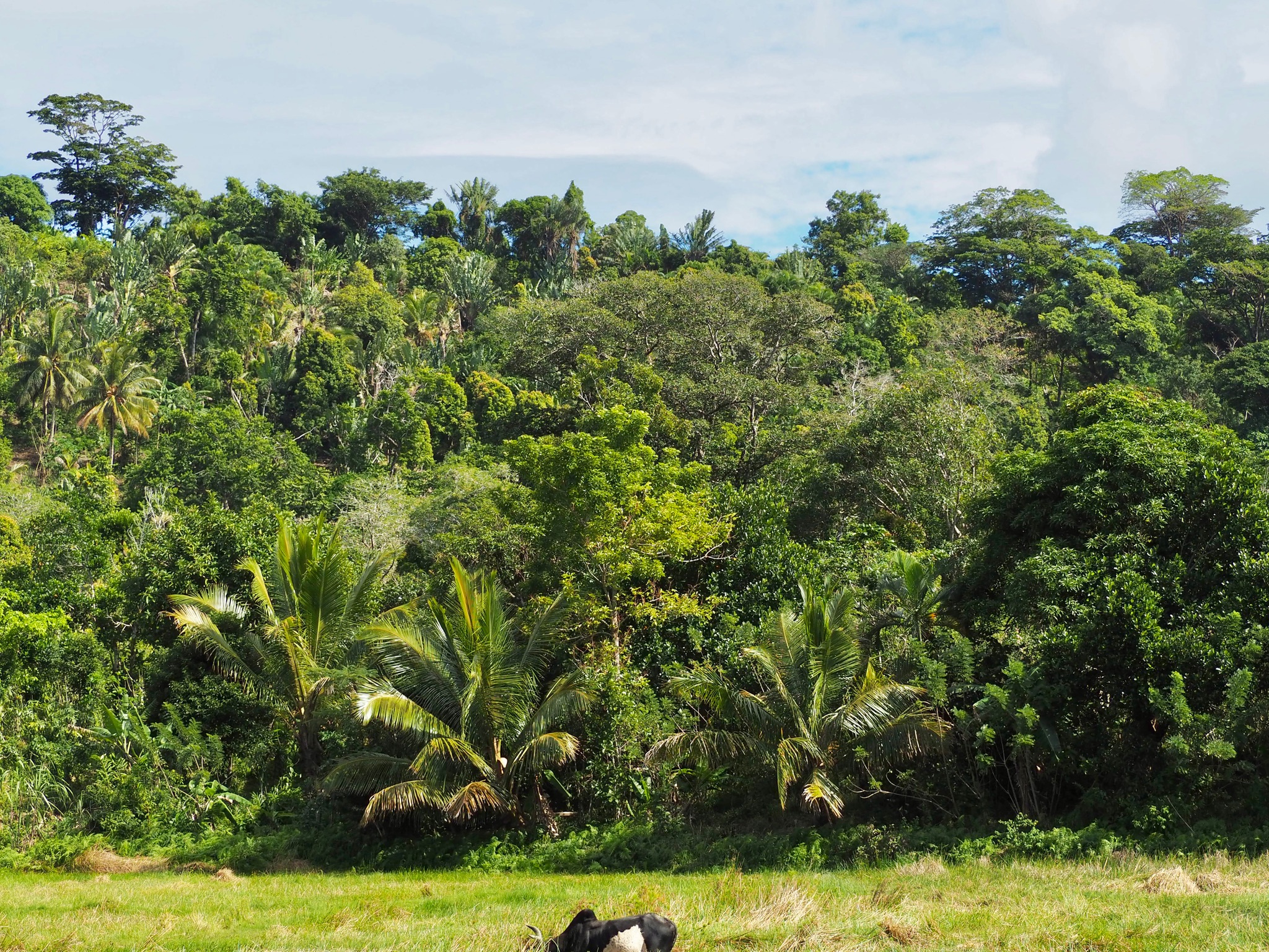 美しい景色を50年先も 
Co•En Corporation（コーエンコーポレーション）は、人と自然が共生する美しい景色を次世代にも繋げることを目標とし、森が育てる素晴らしい素材を発掘し、届けています。

「無関心」を「好奇心」に
農業の現場でも深刻な、森林破壊や気候変動、貧困や児童労働。
モノの背景が見えにくい現代では自分事として捉えにくい。だからこそ、生産者や生産地の「いま」を伝えることで、素材の背景に目を向けるきっかけをつくりたいと考えています。
年に一度はマダガスカルを訪れ生産者と対話し、毎月インスタグラムやYoutubeなどを通じて、現地の生きた情報や日々の学び、思いを発信しています。
